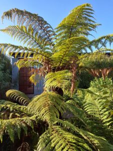 Native bush surrounding all cabins