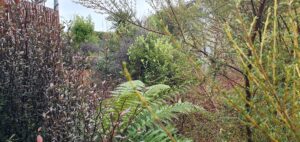 Native bush encourages native bird life