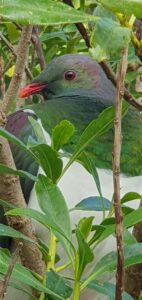 Native bird life environment