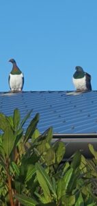 Kereru happily perusing Te Wa Whakatā